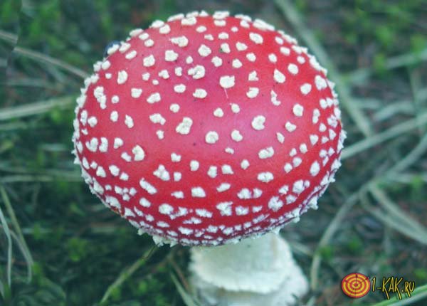 Красный гриб в лесу