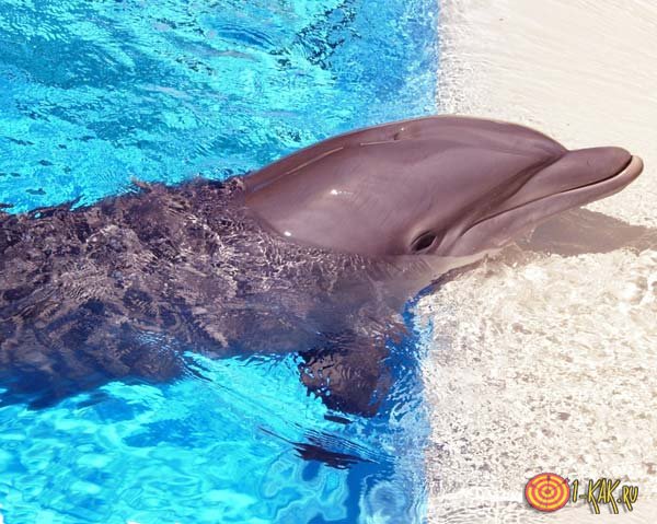 Дрессированный дельфин