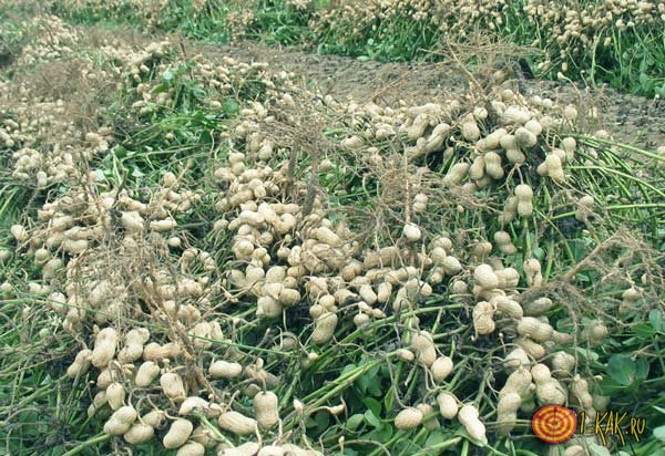 Посадки арахиса в плантациях