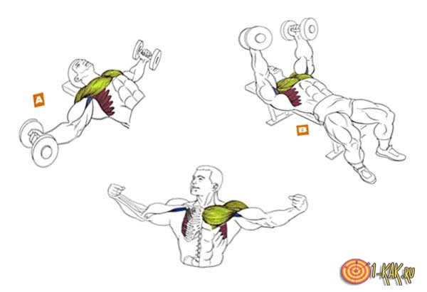 Упражнение для грудных мышц