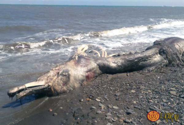 Живое существо выбросило на берег
