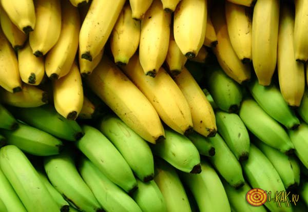 Спелые желтые и неспелые зеленые бананы