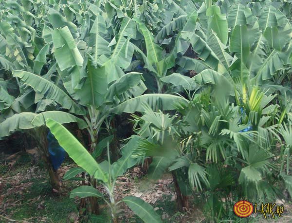 Банановые плантации в Южной Америке