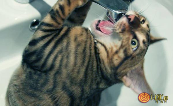 Кот пьет жидкость из крана