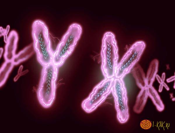 X Y хромосомы 