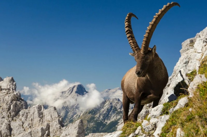 Ибекс в горах - горный козел